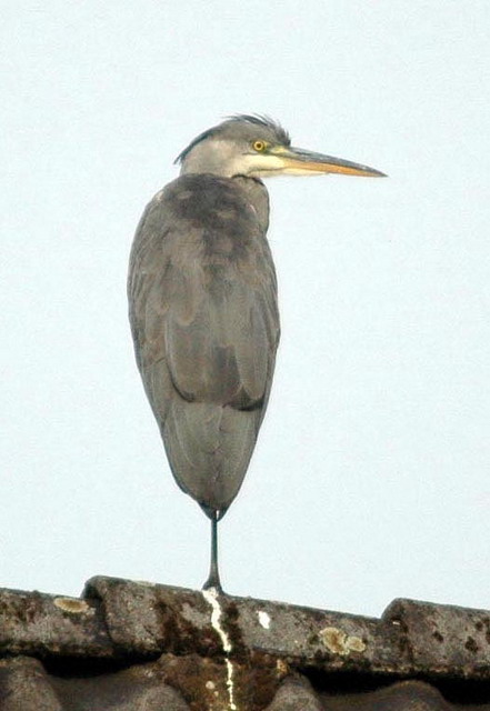 heron140807_01