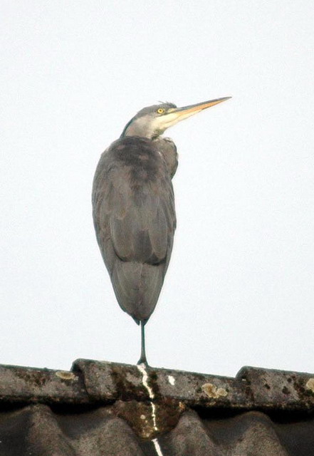 heron140807_02