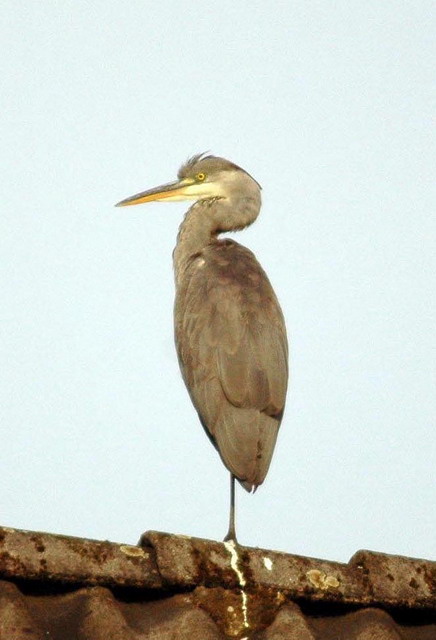 heron140807_03
