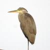 heron140807_04
