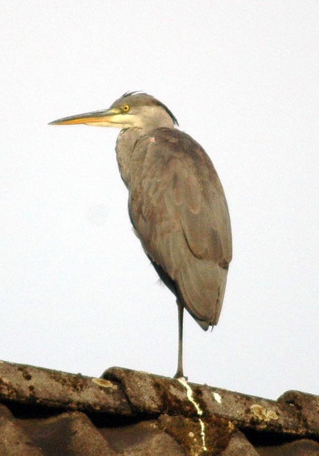 heron140807_04