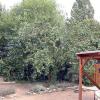 yard060807_4