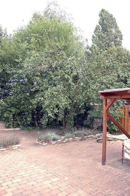 yard060807_4