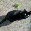 alkmaartrip160907_08