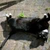 alkmaartrip160907_11