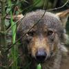 gaiapark210907_01_iberianwolf