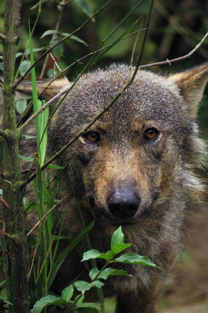 gaiapark210907_01_iberianwolf