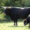 gaiapark210907_02_aurochs
