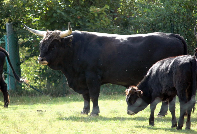 gaiapark210907_02_aurochs