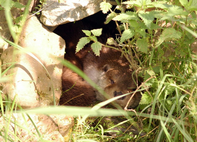 gaiapark210907_03_europeanotter