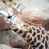 gaiapark210907_06m_giraffe
