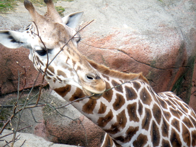 gaiapark210907_06m_giraffe