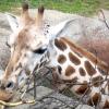 gaiapark210907_07m_giraffe