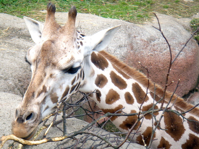 gaiapark210907_07m_giraffe