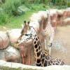 gaiapark210907_08m_giraffe