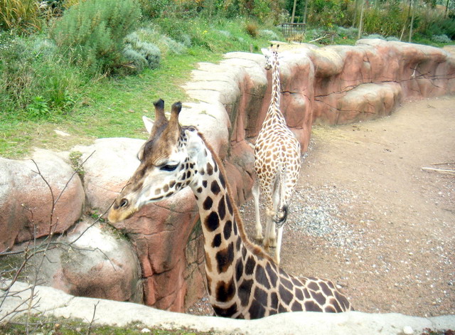 gaiapark210907_08m_giraffe