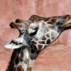gaiapark210907_09_giraffe