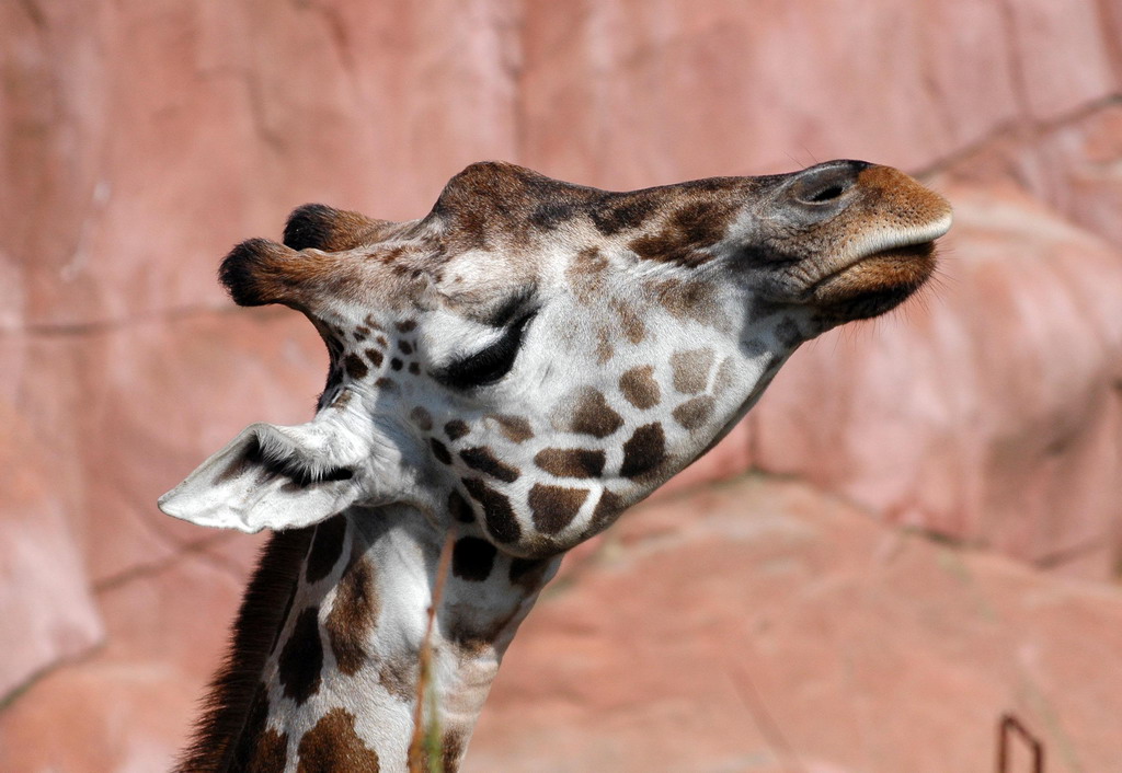 gaiapark210907_09_giraffe