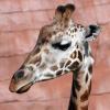 gaiapark210907_10_giraffe