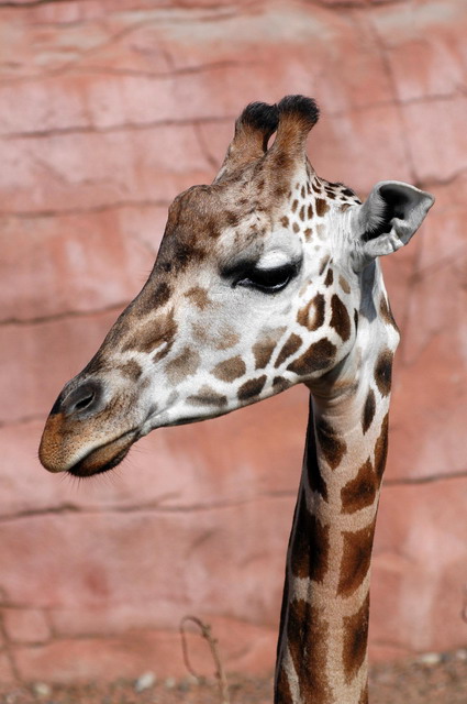 gaiapark210907_10_giraffe