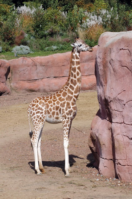 gaiapark210907_11_rothschildgiraffe