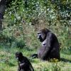 gaiapark210907_12_gorillas