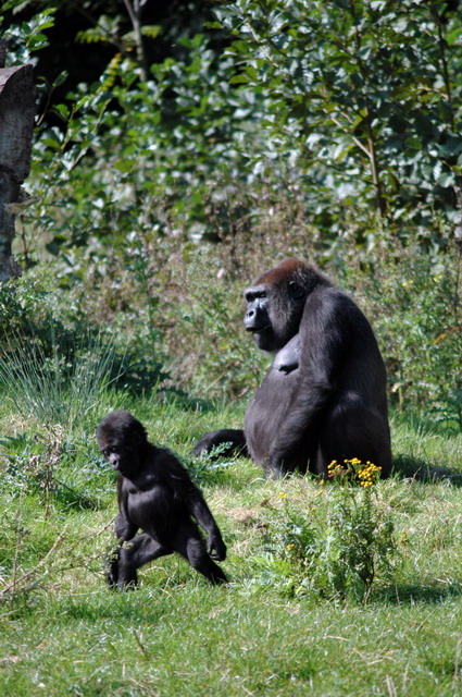 gaiapark210907_12_gorillas