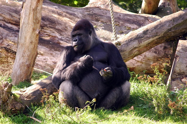 gaiapark210907_13_westernlowlandgorilla