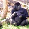 gaiapark210907_14_gorilla