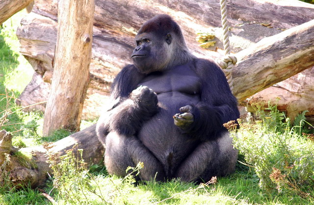 gaiapark210907_14_gorilla