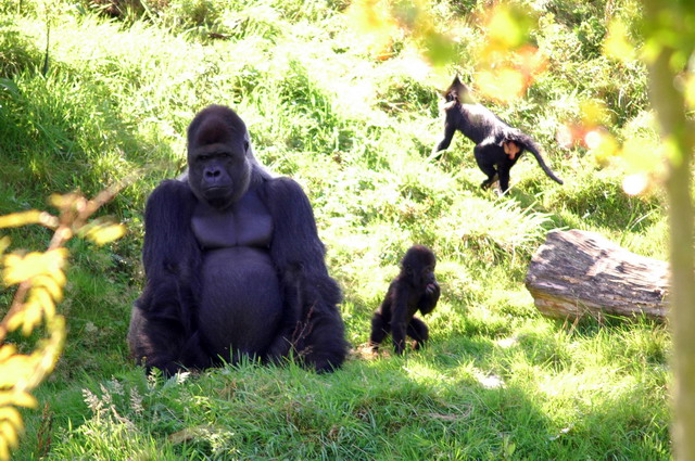 gaiapark210907_15_gorillas_blackmangabey