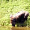 gaiapark210907_16_gorilla