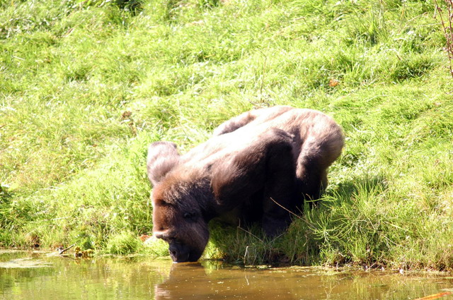 gaiapark210907_16_gorilla