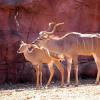 gaiapark210907_17_greaterkudus