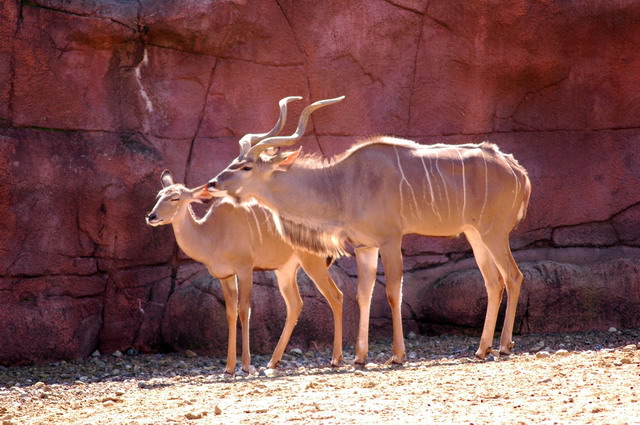 gaiapark210907_17_greaterkudus