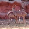 gaiapark210907_18_greaterkudus