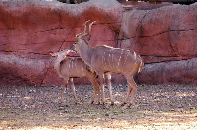 gaiapark210907_18_greaterkudus