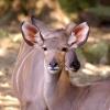 gaiapark210907_19_greaterkudus