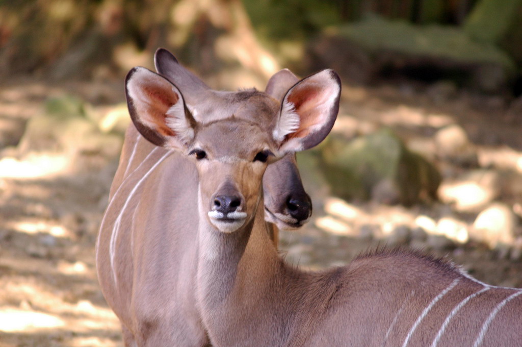 gaiapark210907_19_greaterkudus
