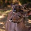 gaiapark210907_20_greaterkudus