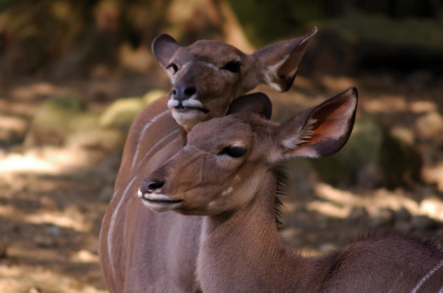 gaiapark210907_20_greaterkudus