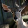 gaiapark210907_21_greaterkudu