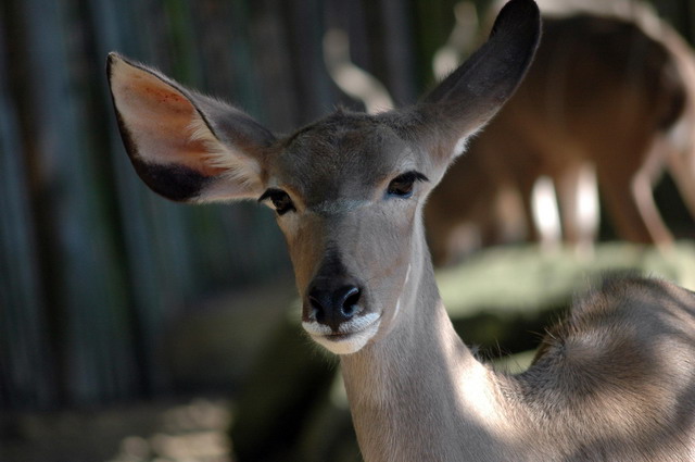gaiapark210907_21_greaterkudu