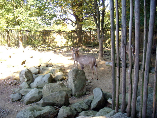 gaiapark210907_22m_greaterkudus