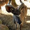 gaiapark210907_23m_greaterkudu