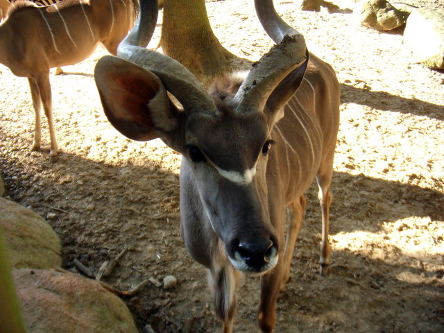 gaiapark210907_23m_greaterkudu
