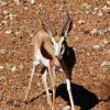 gaiapark210907_24_springbok