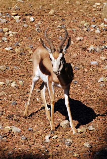 gaiapark210907_24_springbok