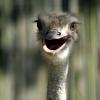 gaiapark210907_30_ostrich