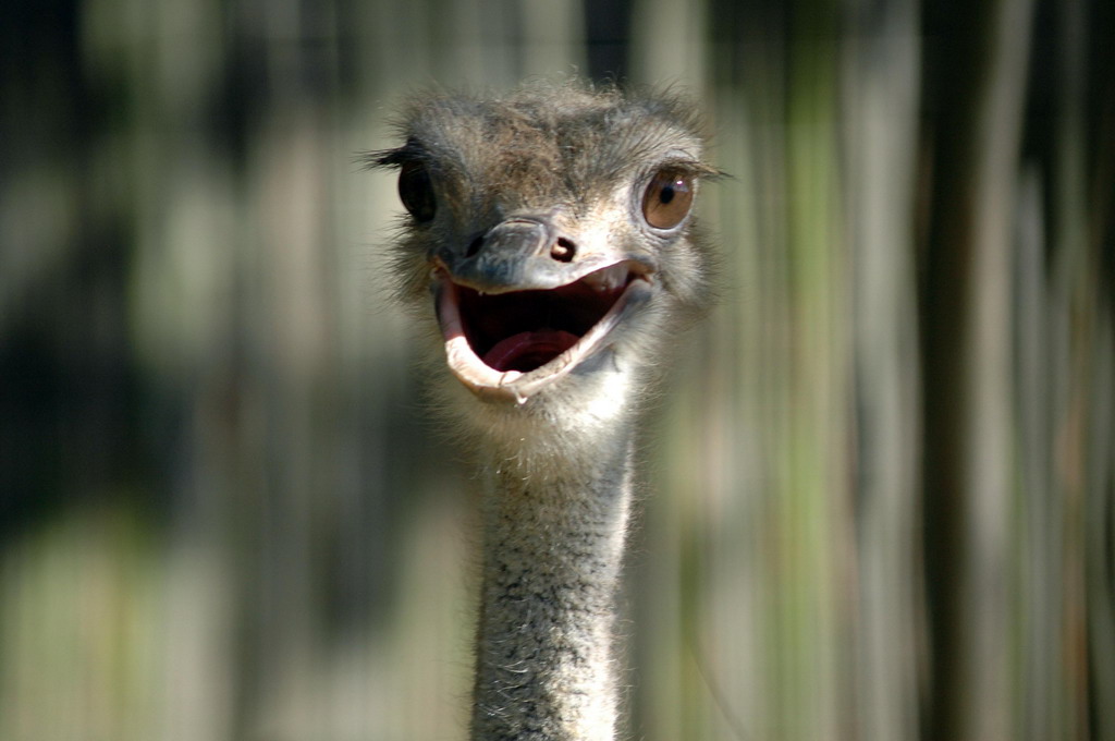 gaiapark210907_30_ostrich